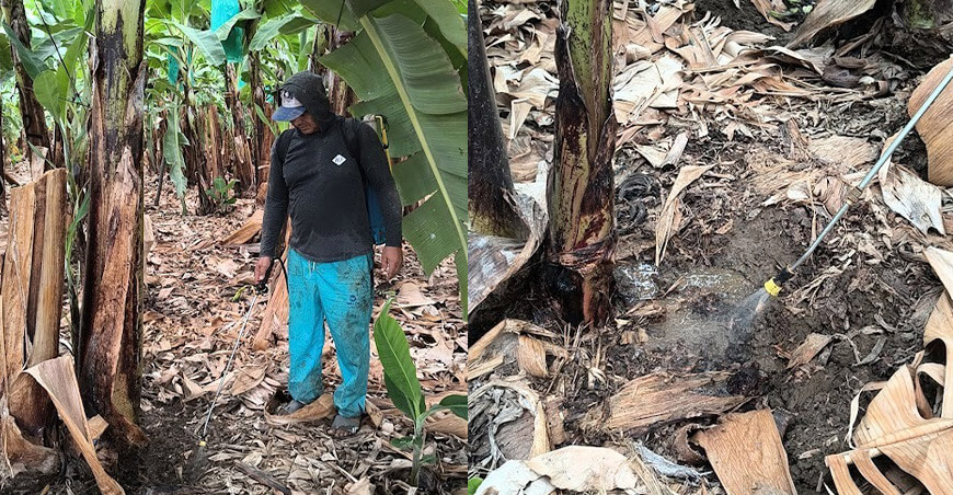 Piura impulsa producción de banano orgánico con módulo de microorganismos benéficos