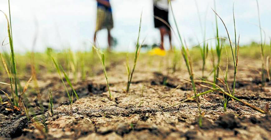 Cultivida advierte que plagas y enfermedades continúan poniendo en riesgo la producción agrícola nacional