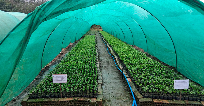 Producen 60 000 plantones de café de las variedades Geisha y Marshell Amazonas Perú