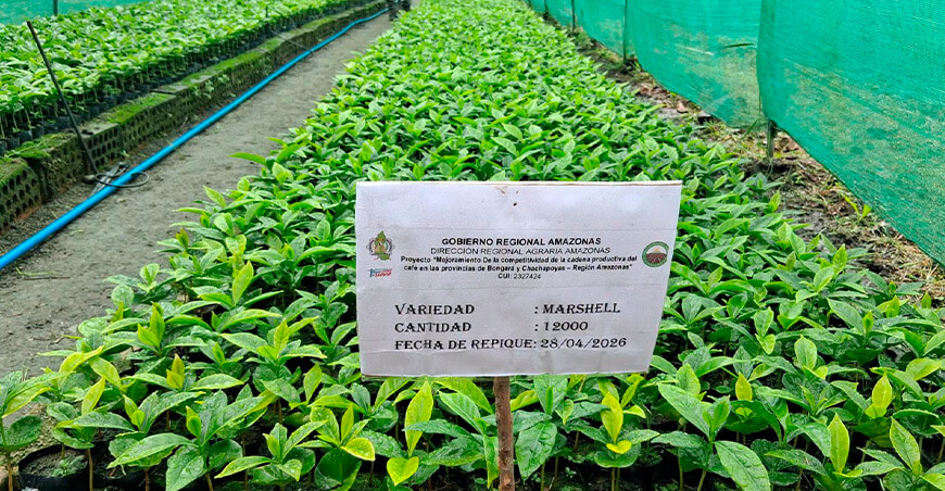 Producen 60 000 plantones de café de las variedades Geisha y Marshell Amazonas Perú 