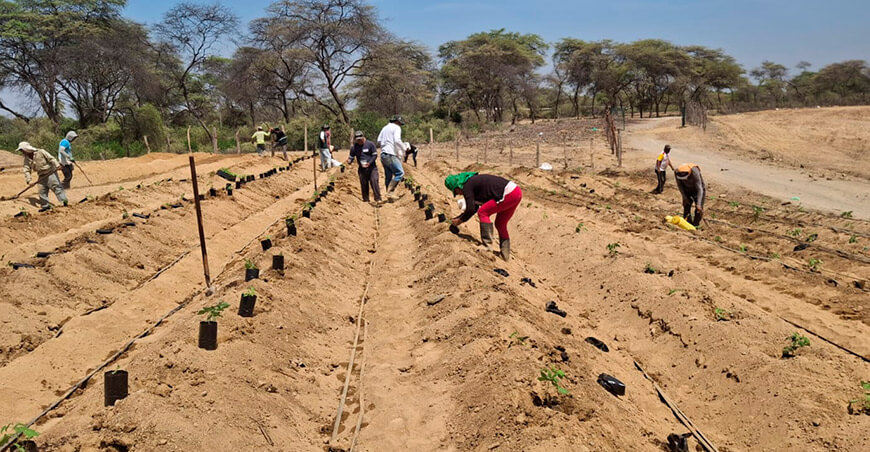 INIA instala parcelas demostrativas de maracuyá para reducir impacto del Fusarium en el banano Piura Perú