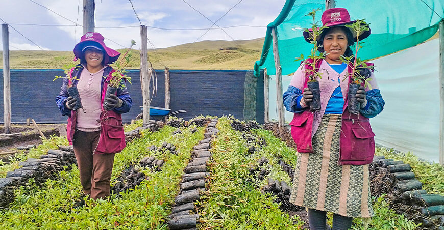 Cusco producirá más de 600 000 plantones nativos para recuperar ecosistemas altoandinos