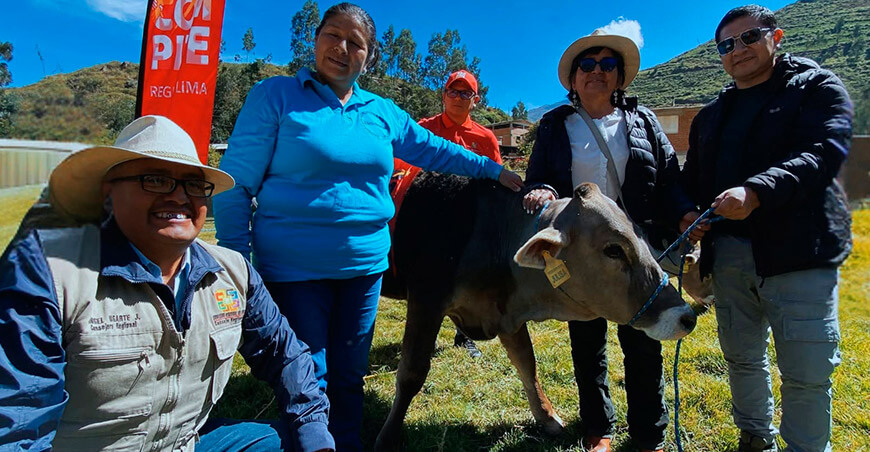 Entregan vaquillas Brown Swiss para mejorar la producción lechera en Gorgor Lima Perú