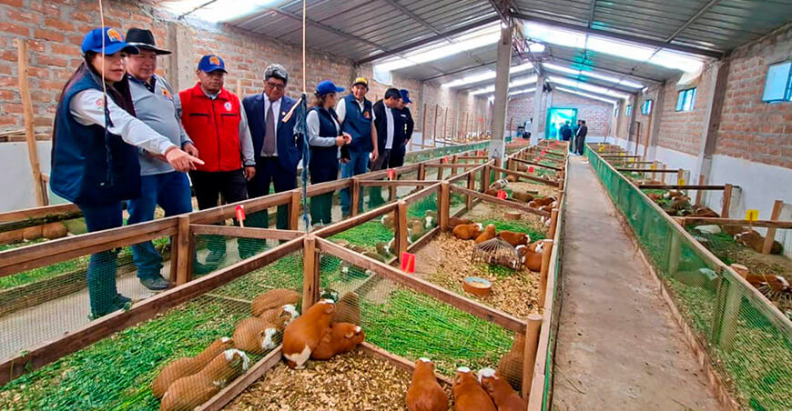 Procompite impulsa cadena productiva de cuy en Chupas Ayacucho Perú