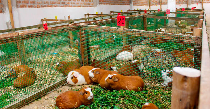 Procompite impulsa cadena productiva de cuy en Chupas Ayacucho Perú