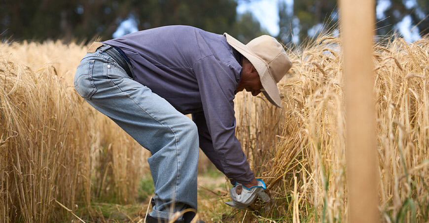 El futuro de la cebada maltera peruana empieza a sembrarse en Junín Perú Unalm INIA Backus