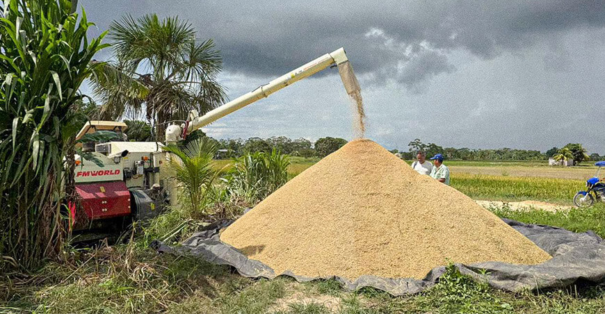 producción y cosecha de arroz Loreto Perú