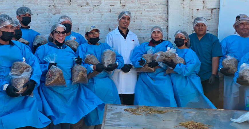 Promueven cultivo de hongos comestibles a partir de pacas de arroz Arequipa Perú
