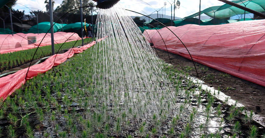 Proyecto Qochas Cajamarca producirá 750 000 plantones forestales de Pino Perú
