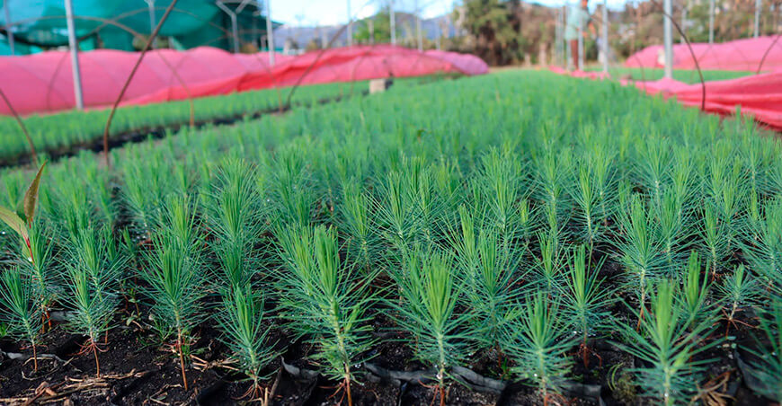 Proyecto Qochas Cajamarca producirá 750 000 plantones forestales de Pino Perú 