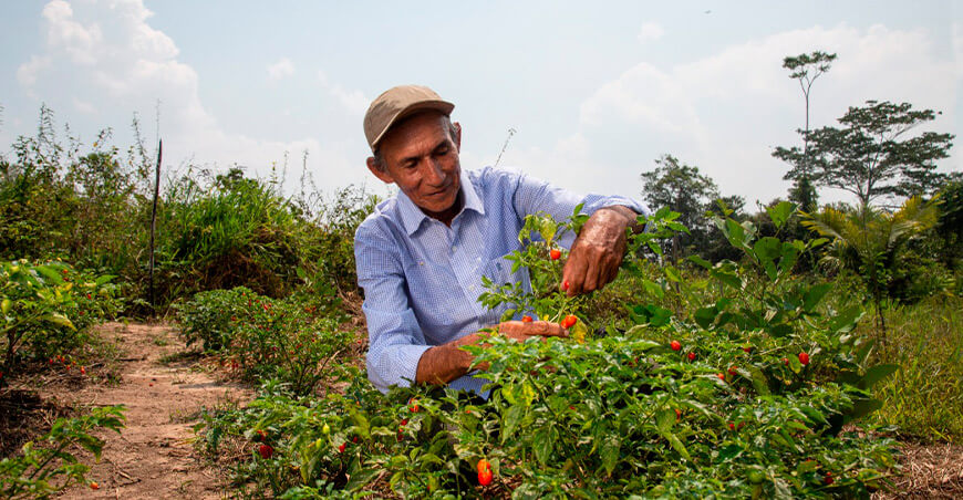 productor ajíes Perú