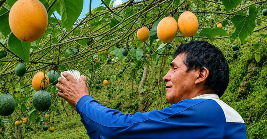Acuerdo comercial con agroexportadora garantiza compras quincenales de granadilla a productores de Puno
