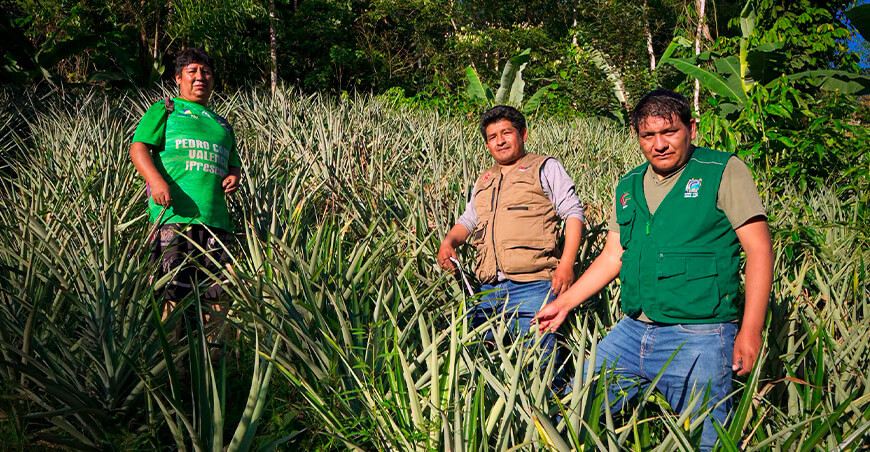 Asistencia técnica impulsa el desarrollo de cultivos frutales en Carabaya piña Puno Perú