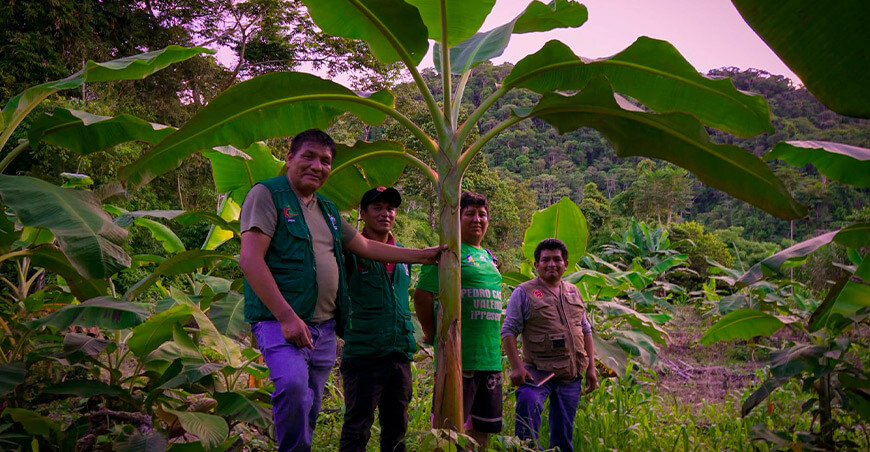 Asistencia técnica impulsa el desarrollo de cultivos frutales en Carabaya plátanos Puno Perú