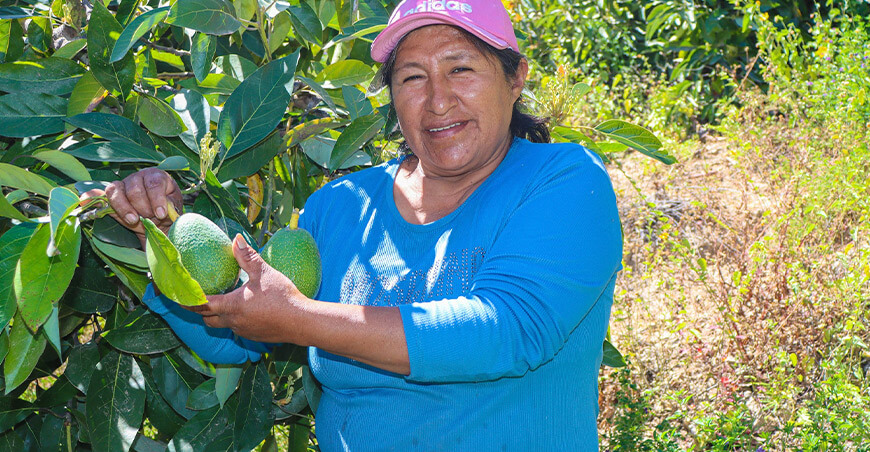productora de palta Ilabaya Tacna Perú