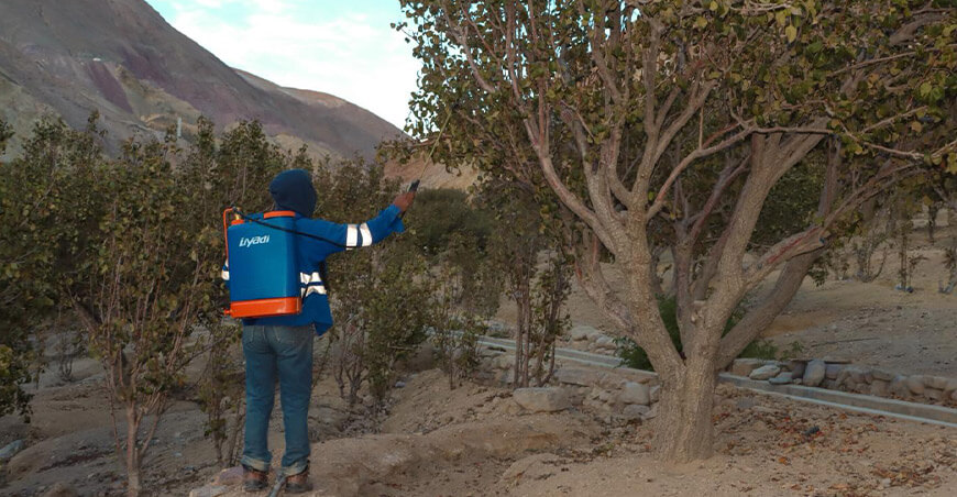 Ilabaya intensifica acciones para combatir la mosca de la fruta Tacna Perú 