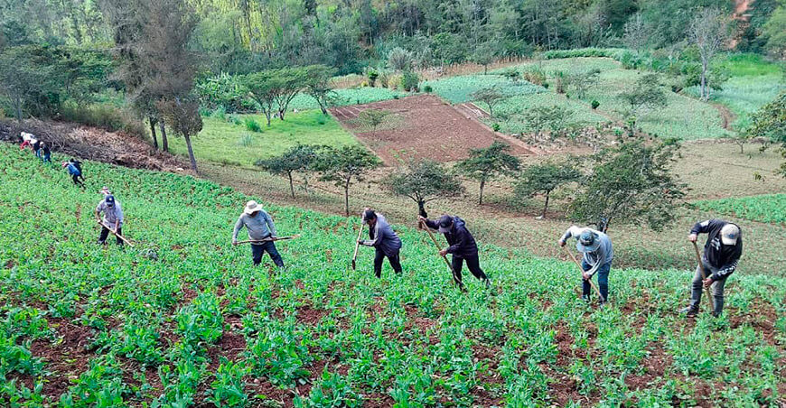 Productores de Huarmaca incrementan la productividad del cultivo de arveja Piura Perú