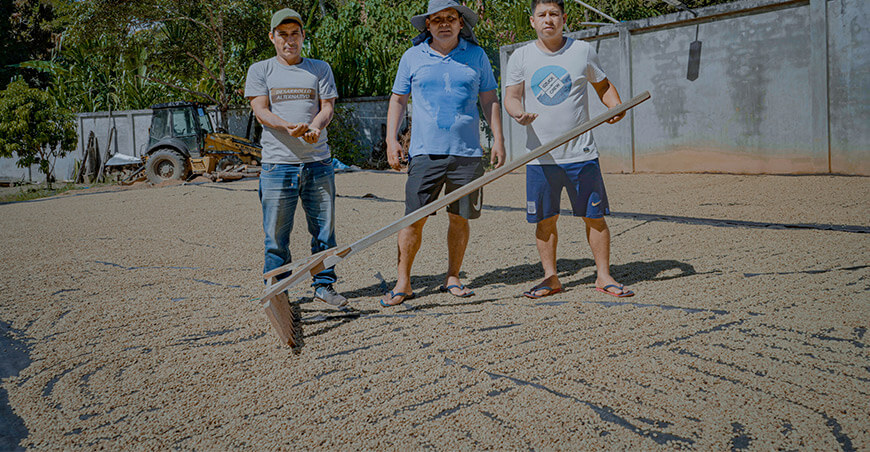 Asociación de Productores de Café Especial del Valle de Monzón concreta primera venta de 27 toneladas de café Huánuco Perú Devida