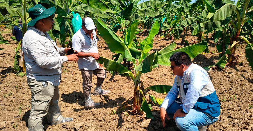 Bananeros conocen innovaciones para enfrentar el Fusarium y elevar la productividad Piura Perú