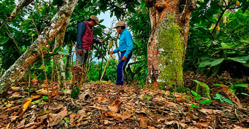 Producen 300 000 plantones de cacao para agricultores de Huanta y La Mar Ayacucho Perú