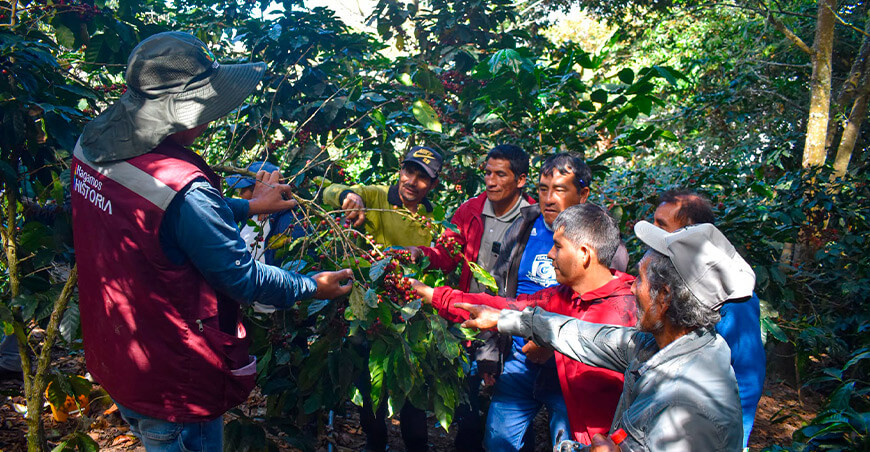 Cafetaleros de Inkawasi se capacitan en control biológico de plagas Cusco Perú