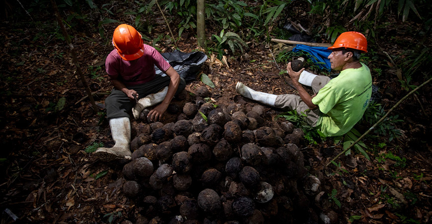 Concesiones de castaña conservan más de un millón de hectáreas de bosques en Madre de Dios