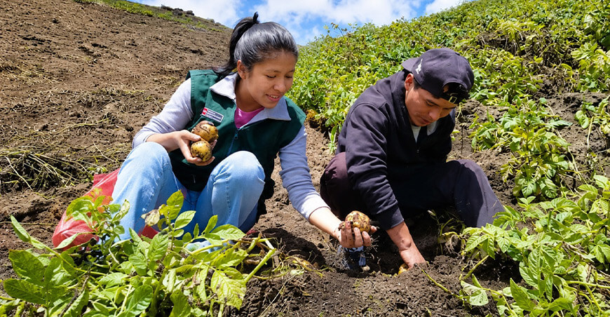Asociación de Productores Agrarios Churacan, del distrito de San Rafael, provincia de Ambo, región Huánuco, comercializó directamente más de seis toneladas de papa amarilla Tumbay Perú