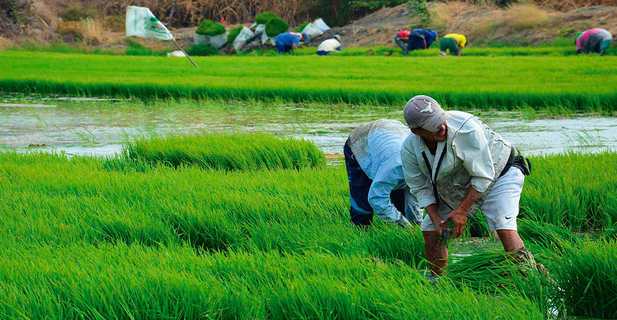 productores de arroz Perú