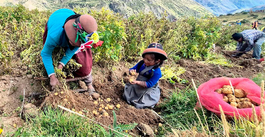 Productora cosecha de papa Apurímac Perú