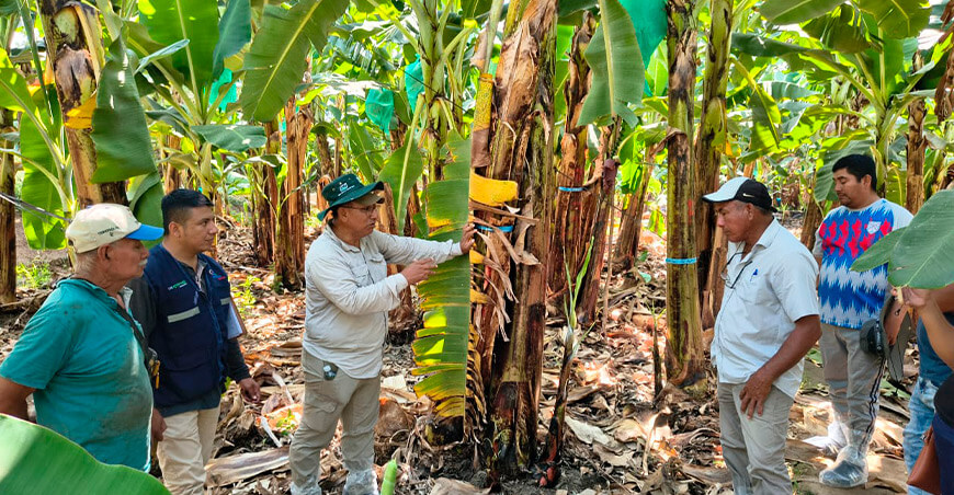 Bananeros conocen innovaciones para enfrentar el Fusarium y elevar la productividad Piura Perú