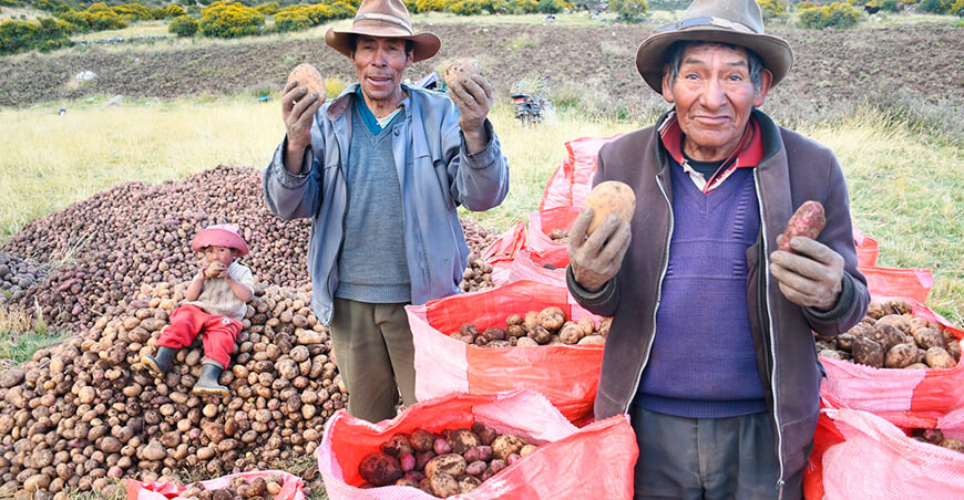 productores cosecha papa Cusco Perú