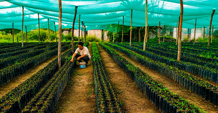 Producen 300 000 plantones de cacao para agricultores de Huanta y La Mar Ayacucho Perú
