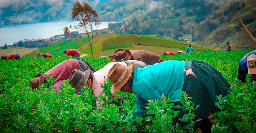 productores quinua Apurímac Perú