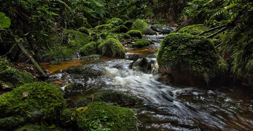 Exigen proteger los bosques de Oxapampa ante el riesgo de perder agua y biodiversidad Perú