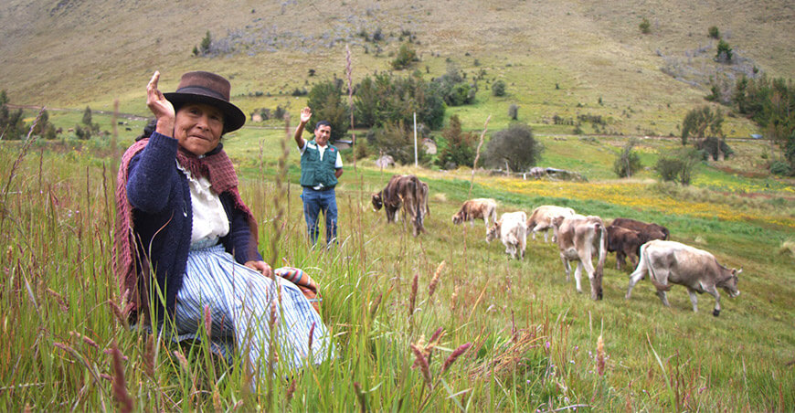 ProVraem impulsa proyecto ganadero que beneficiará a más de 4000 familias del Vraem