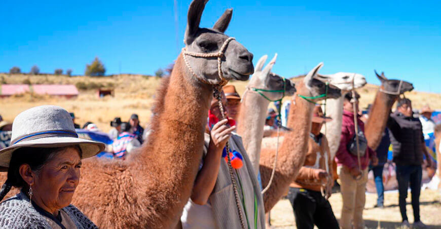 crianza de llamas Puno Perú