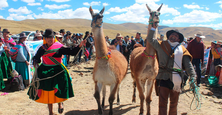 Puno impulsará el mejoramiento genético de llamas c