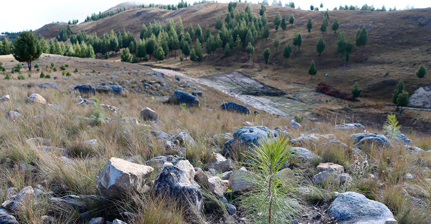 Reforestan nueve hectáreas en el sector Tres Cruces en Cajabamba Cajamarca Perú 