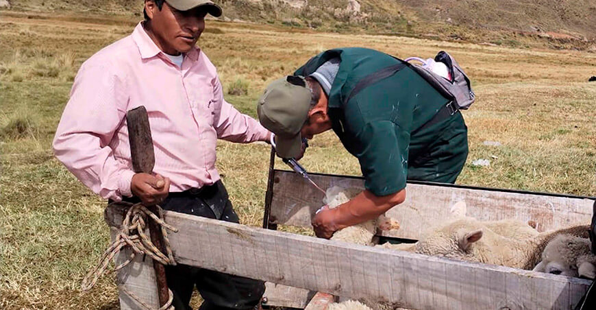 Junín: Dosificaron 1200 ovinos para mejorar la sanidad pecuaria en Usibamba Junín Perú