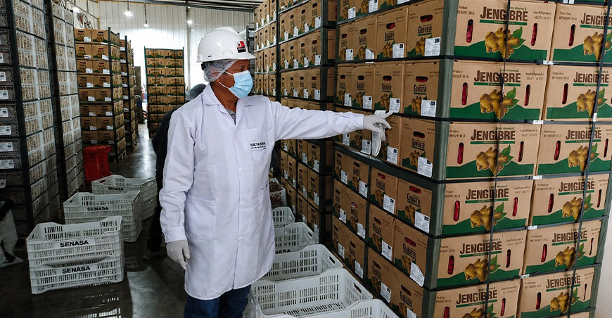 Senasa certificiación exportación jengibre peruano 