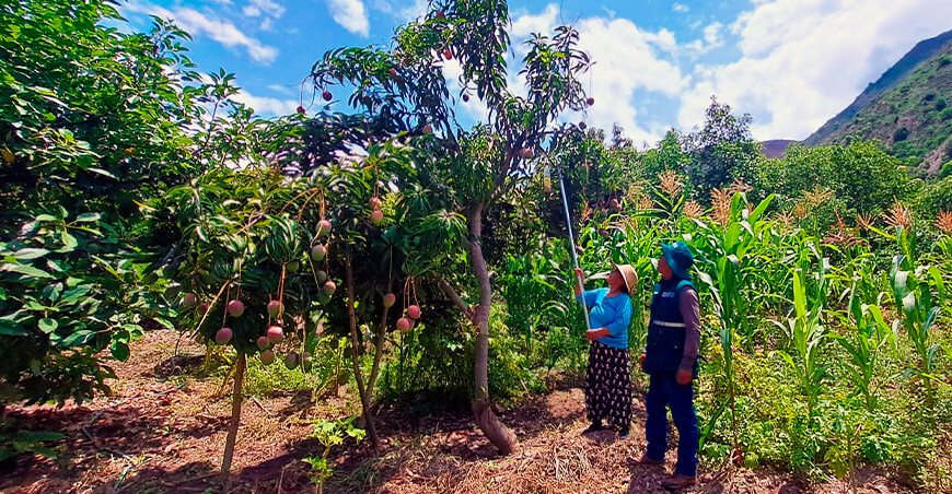 Senasa y productores protegen cultivos de la mosca de la fruta en Arequipa Perú