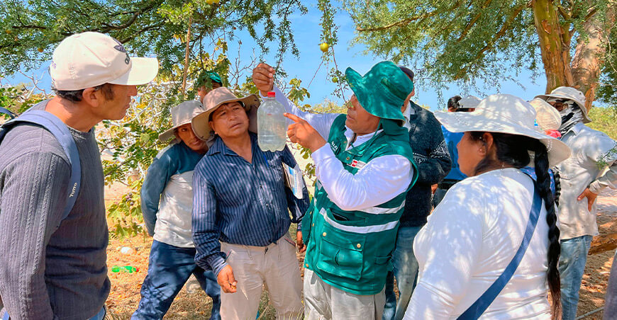 Senasa y productores protegen cultivos de la mosca de la fruta en Arequipa Perú
