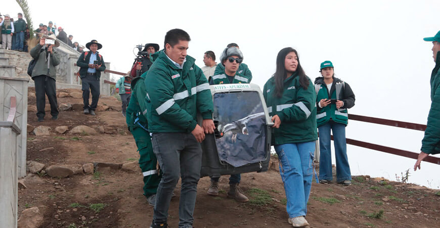 Cóndor andino vuelve a surcar los cielos de Apurímac tras seis meses de recuperación Serfor Perú