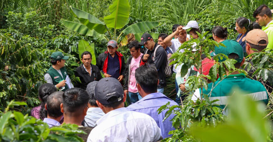 Serfor entregó 170 contratos agroforestales a productores de café y cacao Cajamarca Perú