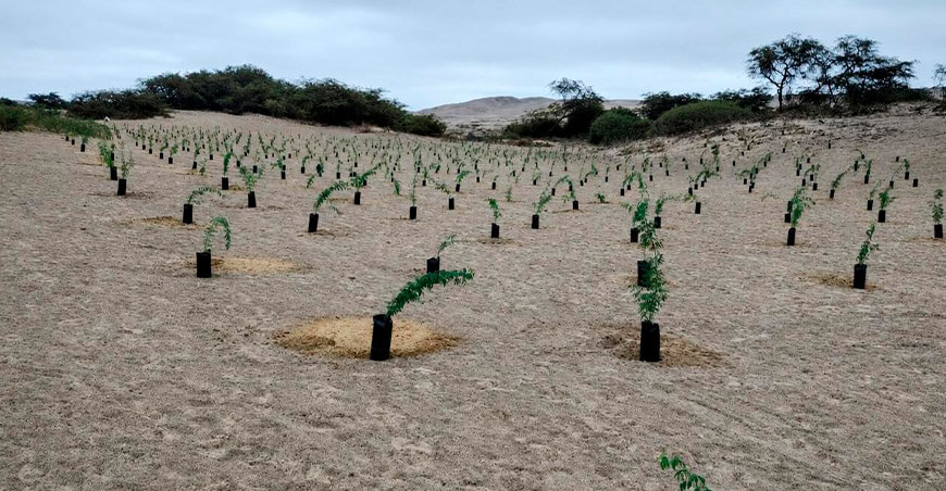 Impulsan reforestación en Nasca y alcanzan la meta de 10 000 huarangos plantados en Ica Perú Serfor