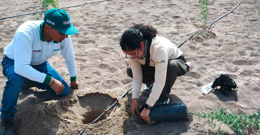 Impulsan reforestación en Nasca y alcanzan la meta de 10 000 huarangos plantados en Ica Perú Serfor