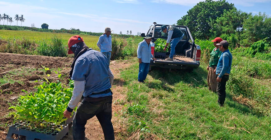 INIA instala parcelas demostrativas de maracuyá para reducir impacto del Fusarium en el banano Piura Perú