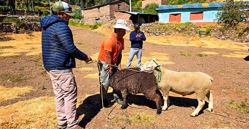 sincronización reproductiva ovinos Arequipa Perú