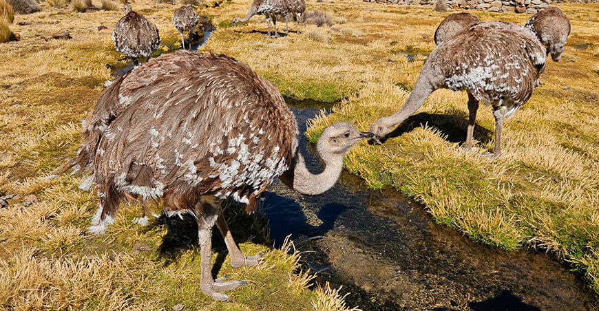 Falta de presupuesto pone en riesgo la conservación del suri en el altiplano peruano