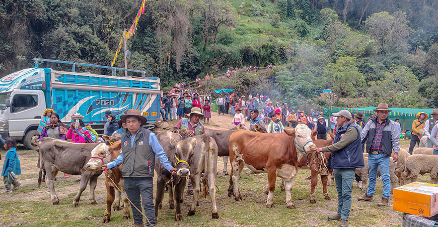 Gran Tablada Ganadera Lares Cusco Perú